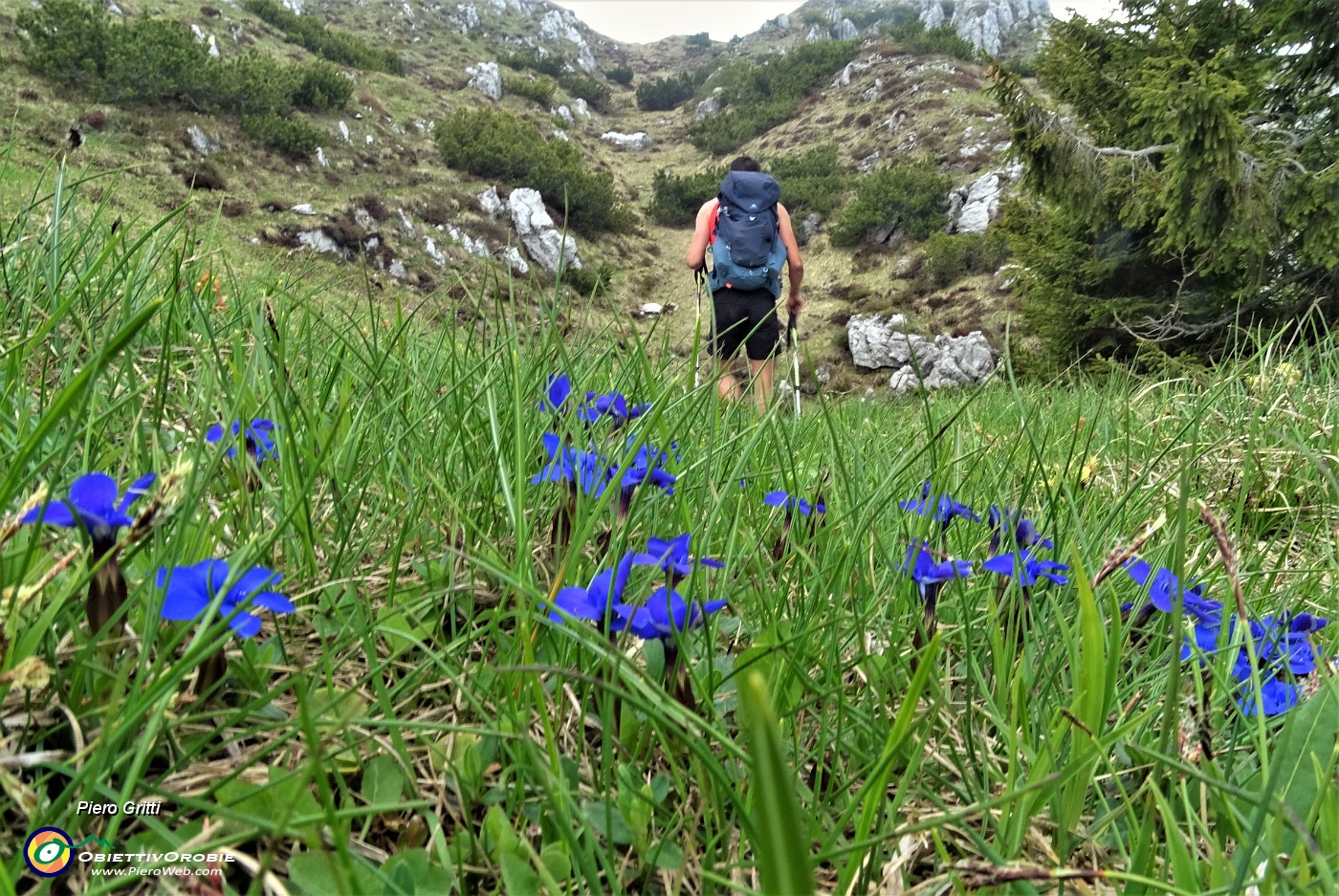 50 Genzianelle di primavera (Gentiana verna).JPG